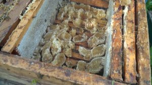 ОТКАЧКА МЁДА 2020 \ отбор меда\ Honey compilation Russia \