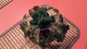 Фиалки  на моем подоконнике! ? Сорт Ma's Melody Girl.