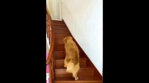 Смешное Видео Про Кошек И Собак Онлайн ? ? #41