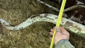 Размеры бугеля в боксе для коровы