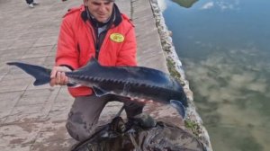 Белуга или царь рыба | Новая трофейная рыба в клубе Ихтиолог