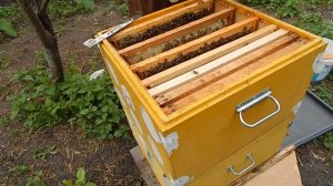 Развитие пчелопакета. Работа №4: Расширение гнезда вторым корпусом.