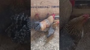 Куры Билефельдер. Описание породы и яйценоскость.