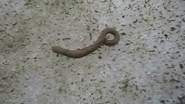 Северный полярный червь смотреть онлайн