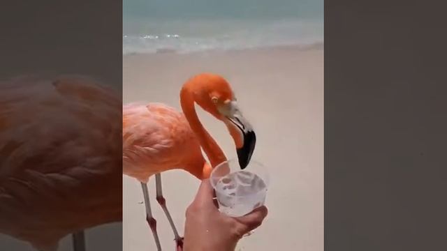 Фламинго (лат.Phoenicopterus, устар. Краснокрыл) -род птиц в семействе Фламинговые.