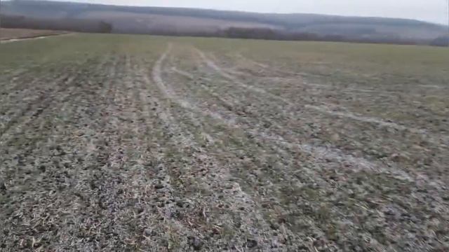 Какую яровую  пшеницу выбрать? Осмотр озимой пшеницы по пшенице..