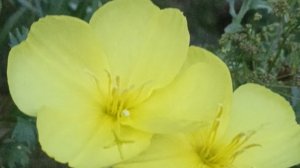 Энотера распускается