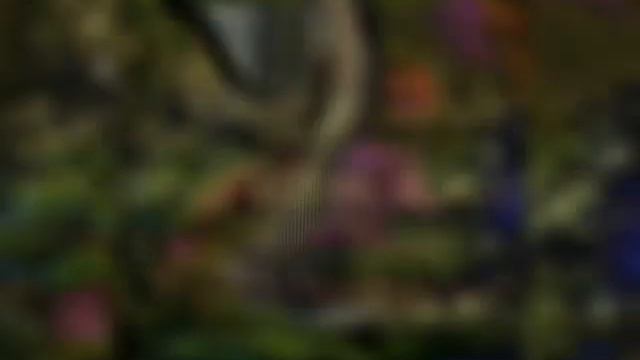 Нашид Халид ибн Валид