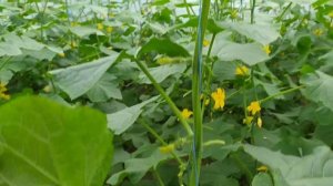 ОГУРЦЫ АРКТИКА ! ОГУРЦЫ БЬЕРН!