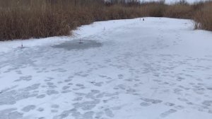 Рыбалка за 2000 км., 5 января 2020г., Западный Казахстан, а.Каратобе, р.Калдыгайты, щука, окунь.