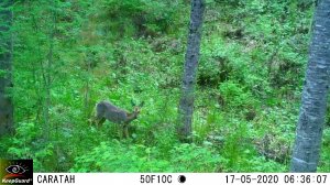 Косуля кормится в прителецком лесу