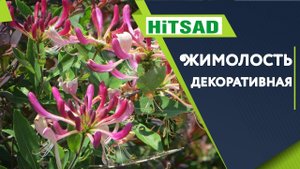 Жимолость Декоративная ✔️ Каприфоль - Лианы ✔️ Советы от Хитсад ТВ