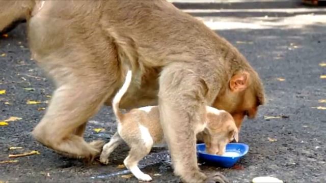 Обезьяна похитила щенка на улице и убежала. Только посмотрите зачем! Причина ужасает! смотреть онлайн