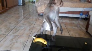 Яванская макака Джон кушает  банан