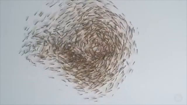 Serenade for Flute and Bassoon by Walter Skolnik смотреть онлайн