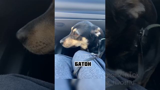 24 февраля в Добром приюте vse_hvostiki смотреть онлайн