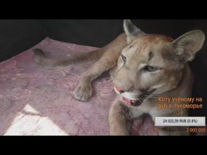 Стрим с новой площадки