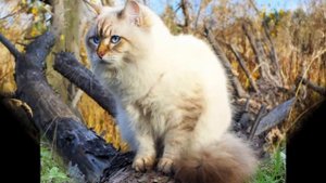 Сибирская кошка описание породы видео сибирский кот сибирские котята сибирский котенок