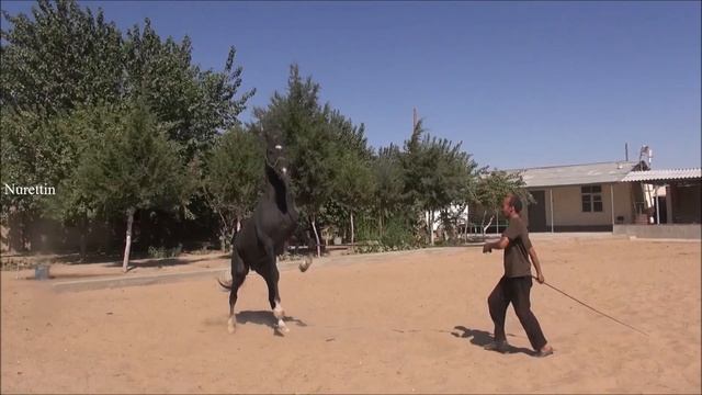 Turkmenistan Beautiful Akhal-Teke Horses Part 9 смотреть онлайн