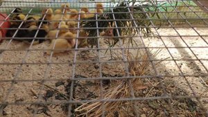 Хитрость, что бы не щипали друг друга утята