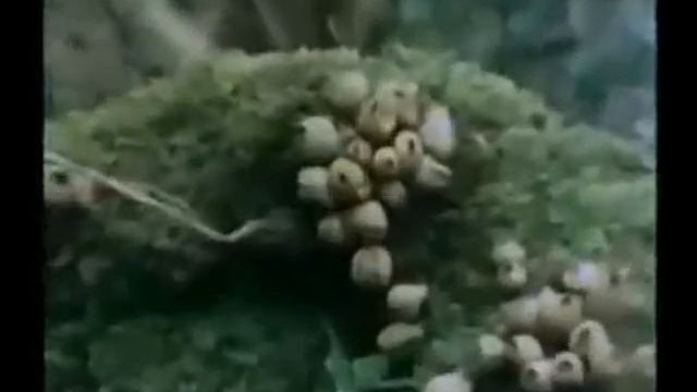 Puffball Basidiospore Dispersal смотреть онлайн