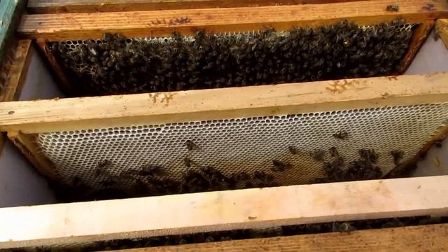 Карника из Австрии. Хакасия. смотреть онлайн