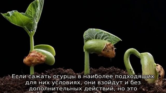 На какой день всходят огурцы
