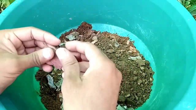 Hanging plants || Hanging plant soil mix || Hanging pot soil mix ||  potting mix soilless
