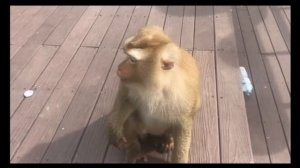 Пхукет: ? обезьяны Рвут нашу Машину. Сколько стоит ремонт? Monkey Hill