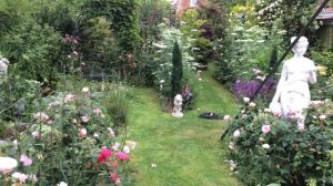Mr Lincoln Rose | Mister Lincoln Rose flowering in my Rose Garden today