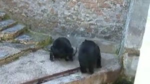 Медведь - настоящий людоед