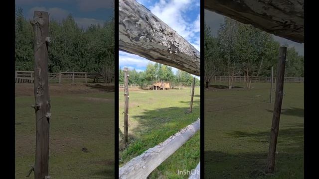 Буквы из Алфавита Лор в Зоопитомнике смотреть онлайн