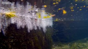 Блесна Mepps Aglia. Подводная съемка. Mepps Aglia Underwater