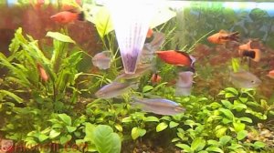 Кормушка для рыб конус - пирамида. Кормление аквариумных рыбок. Аквариумистика.