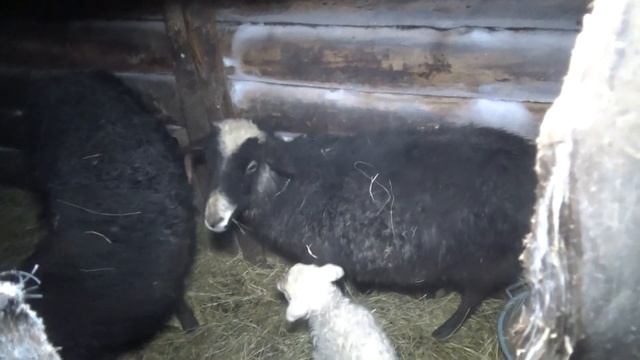 ЭХО Морозов. Деревенская жизнь. смотреть онлайн