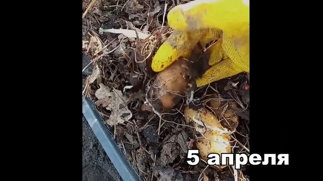 Как прорастить и подготовить картофель перед посадкой для ранних всходов? Лучший способ проращивани