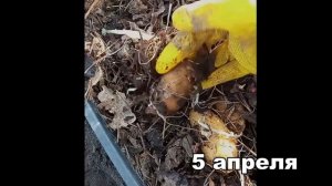 Как прорастить и подготовить картофель перед посадкой для ранних всходов? Лучший способ проращивани