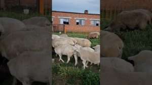 Баранчик 80 дней пытается покрыть ярку