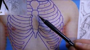 Сердце, топографическая анатомия сердца