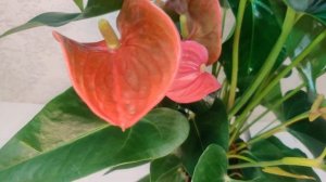 #ЦветыВместе Антуриум Майне Anthurium Maine 17/65 (UltraHD #4K #3840p60FPS)