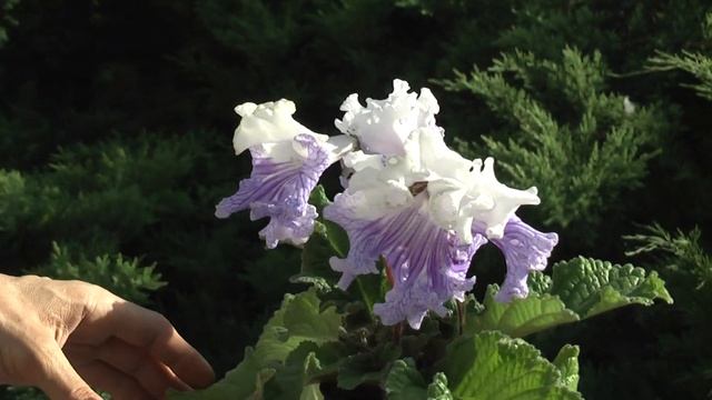 Стрептокарпус DS-1266 смотреть онлайн