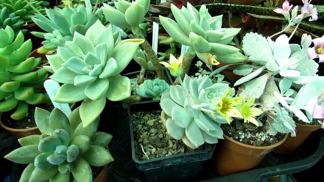 My Graptopetalum / Graptosedum Succulent Plant in beautiful flower смотреть онлайн