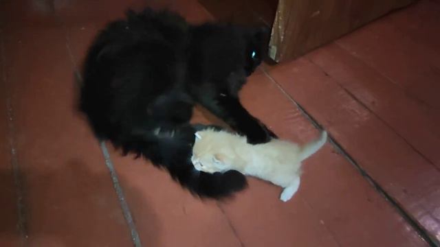 Кот Чернуха осторожно и нежно играет с котятами 😻 cat and kittens смотреть онлайн