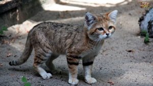 Животный Мир Земли. Барханный кот