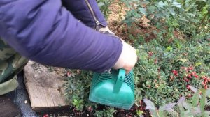 Брусника Коралл. Сбор урожая.