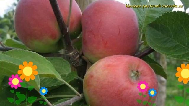 Яблоня Красное раннее. Краткий обзор, описание характеристик malus domestica Krasnoe Rannee