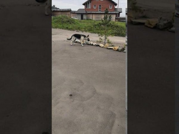 Радость Дорика