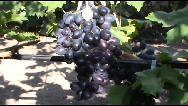 Виноград Велика - особенности выращивания. Съемка С. Криули смотреть онлайн
