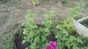 роза барон жеро Де лен