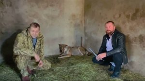 Что же ждет Херсонскую волчицу в будущем, ЧТО С НЕЙ? Смогут ли ей помочь крымские врачи?